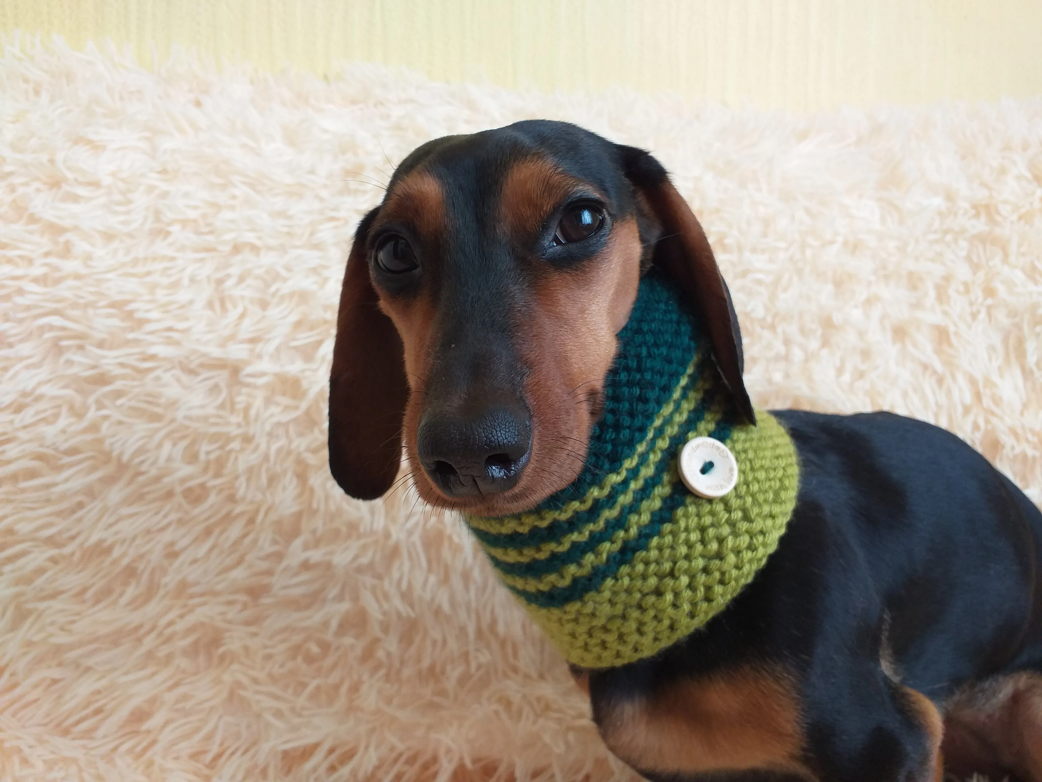 Wool snood for dogs handmade